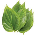 Fresh Betel Leaves (Paan Leaves /Vetrilai) pack