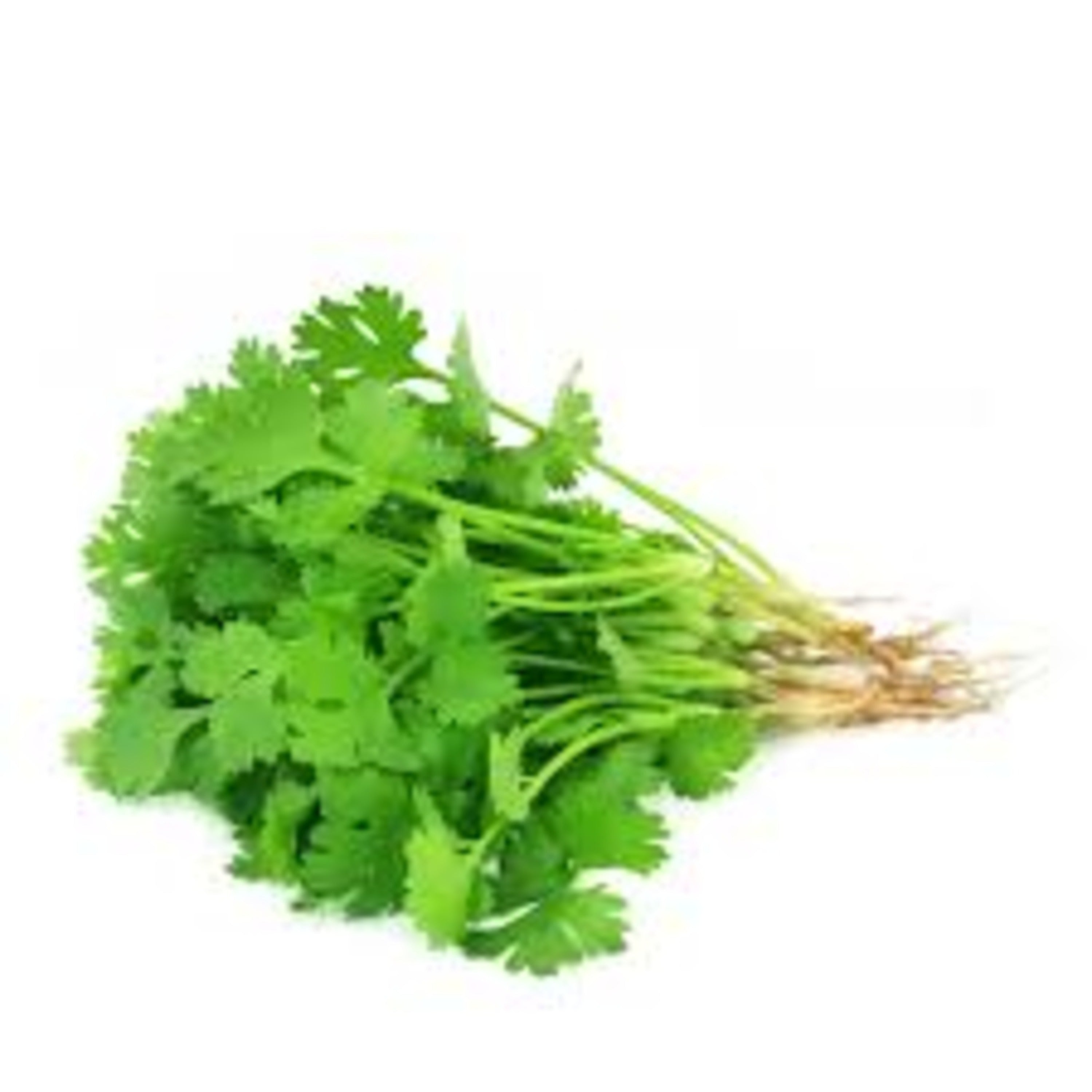 FRESH CORIANDER BUNCH
