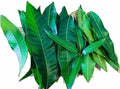 Fresh Mango Leaves – Pack of 5