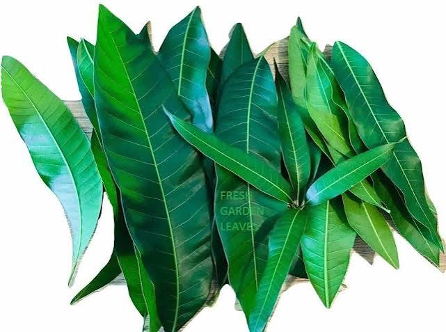 Fresh Mango Leaves – Pack of 5